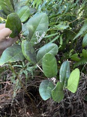 Schlegelia brachyantha