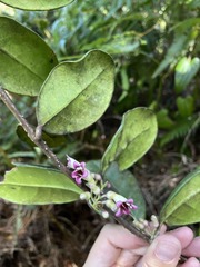 Schlegelia brachyantha