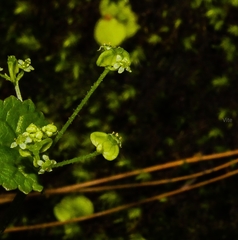Micropleura renifolia