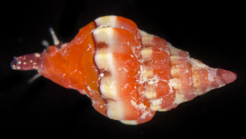 Atlantilux rubra observed 2017-05-26