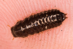 Ecnolagria rufescens