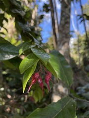 Hirtella rugosa