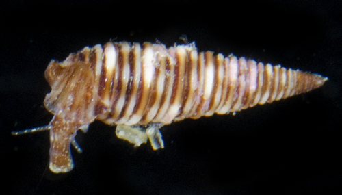 Viriolopsis fallax observed 2017-05-26