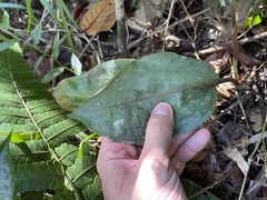 Prescottia stachyodes