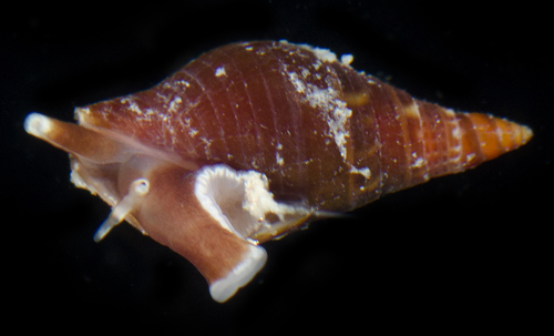 Strigatella luctuosa observed 2017-05-26