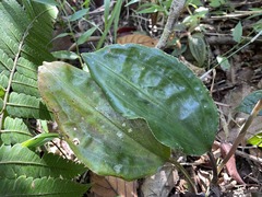 Prescottia stachyodes