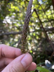 Prescottia stachyodes