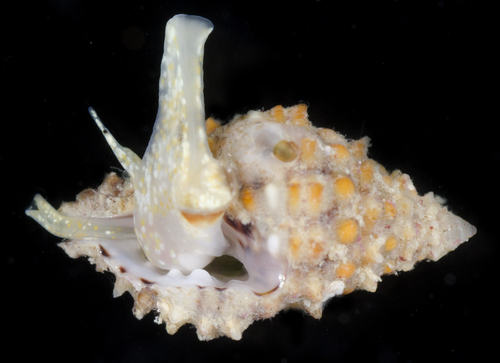 Morula funiculata observed 2017-05-27