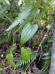 Dioscorea pilosiuscula