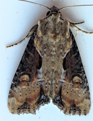 Lateroligia ophiogramma