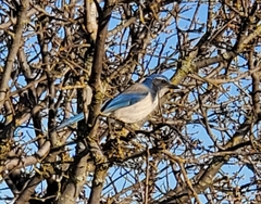 Aphelocoma californica