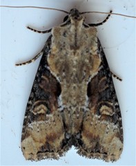 Lateroligia ophiogramma