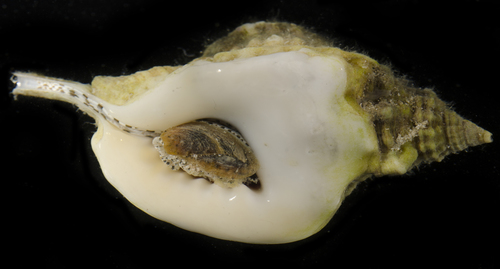 Gutturnium muricinum (Röding, 1798)