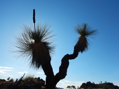 Xanthorrhoea quadrangulata