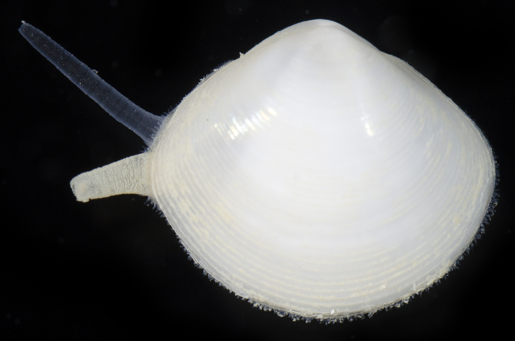 Pinguitellina
