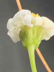 Brachyscome graminea