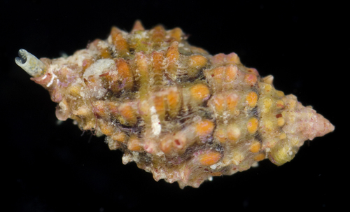 Morula funiculata observed 2017-05-27