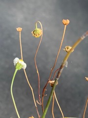 Brachyscome graminea