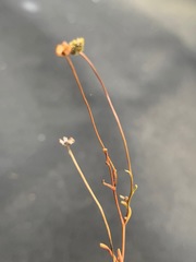 Brachyscome graminea
