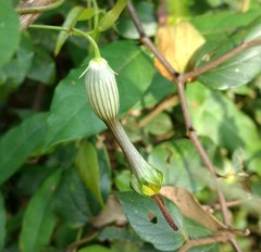 Ceropegia candelabrum