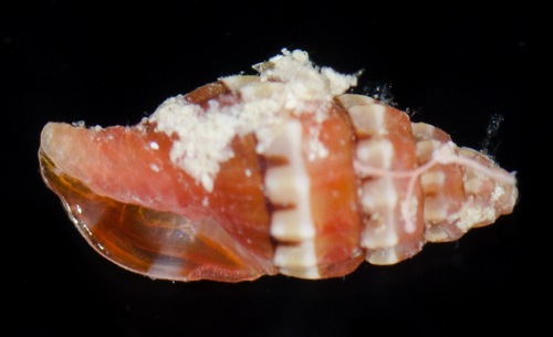 Atlantilux rubra observed 2017-05-28