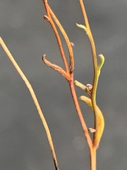 Brachyscome graminea