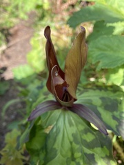 Trillium kurabayashii