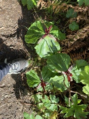 Trillium kurabayashii