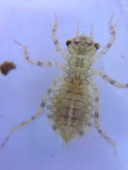 Procordulia grayi
