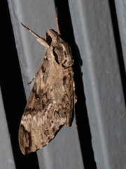 Psilogramma discistriga