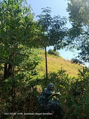 Alstonia