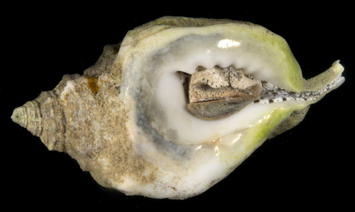 Cymatium muricinum observed 2017-06-01