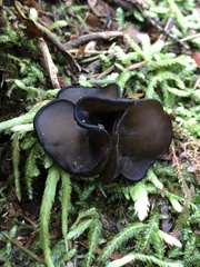 Pseudoplectania vogesiaca