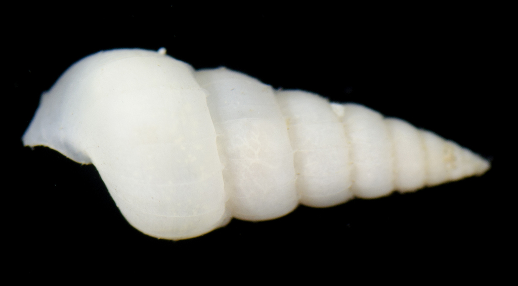 Epifungium ulu