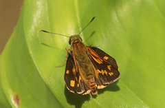 Potanthus confucius