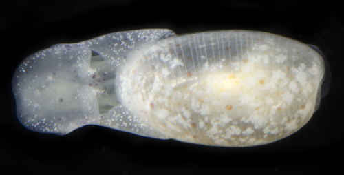 Haminoea curta observed 2017-05-31
