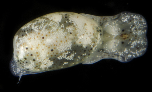 Haloa crocata observed 2017-05-31
