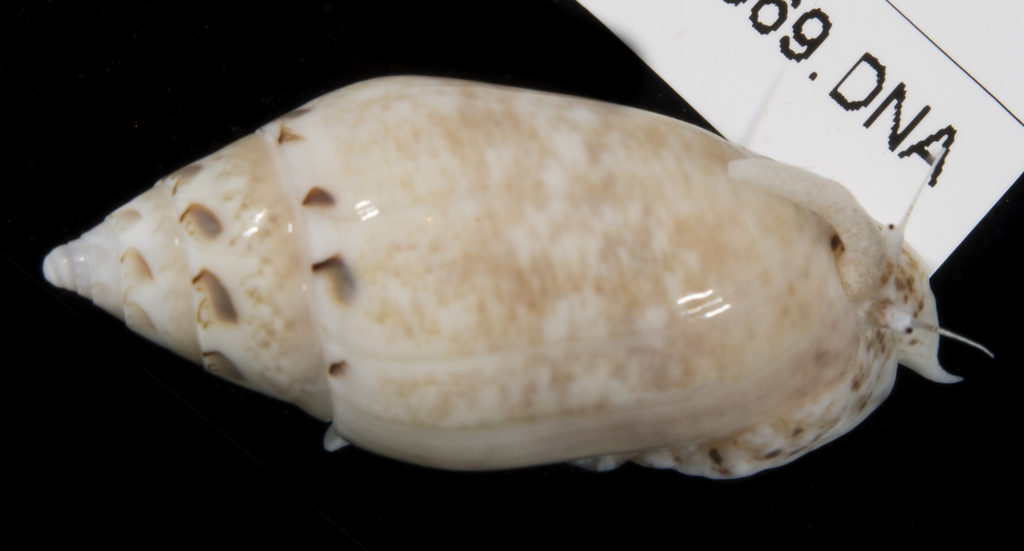 Oliva ozodona