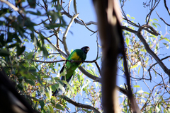 Barnardius zonarius semitorquatus