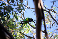 Barnardius zonarius semitorquatus