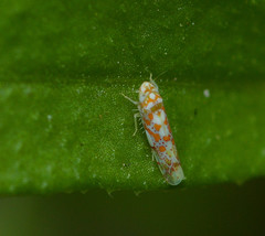 Dikrella maculata