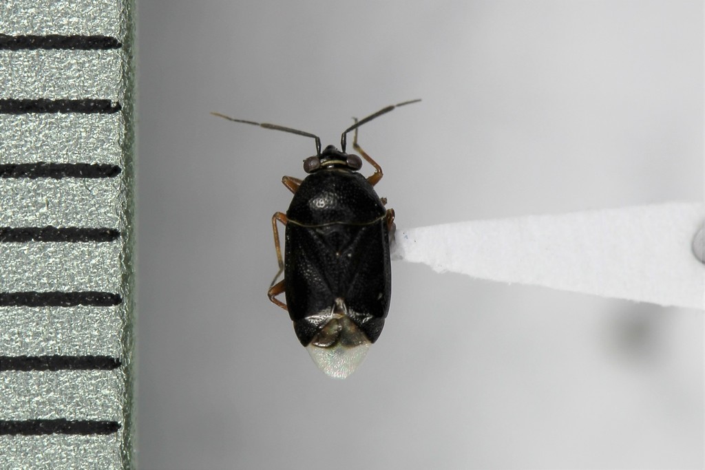 Deraeocoris bakeri