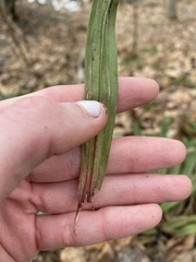 Careyanae