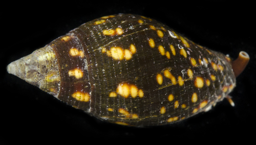 Strigatella litterata observed 2017-05-30
