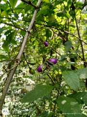 Cestrum miradorense