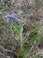 Amsonia ciliata