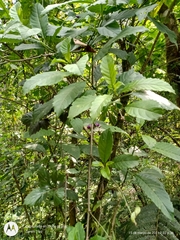Cestrum miradorense