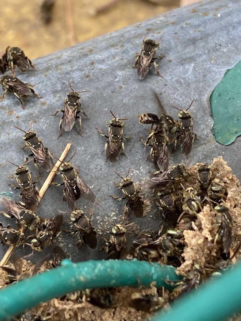 Mexican Pitted-Stingless bee