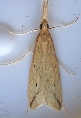 Donacaula longirostrallus