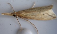 Donacaula longirostrallus